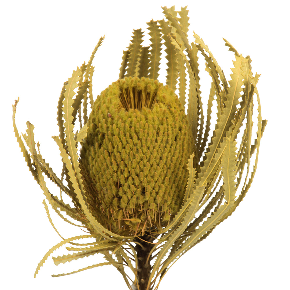 Vickerman 12" Jumbo Basil Banksia Flower with Stem. Includes 3 Stems per Pack. Dried