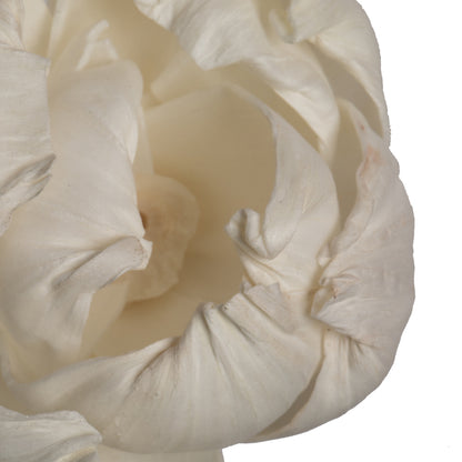 Vickerman Natural Botanicals 1.6"/2.4"/3.2" 1-3" Assorted Peony Sola Head 24/bag.