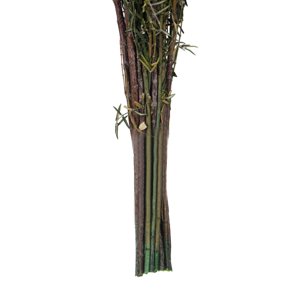 Vickerman 22-26" Natural White Grabia 5-6 oz Bundle Preserved