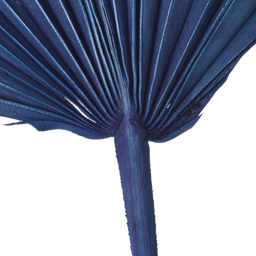 Vickerman Natural Botanicals 15.75 - 19.5" Midnight Blue Dried Palm Spear 12 per bag.