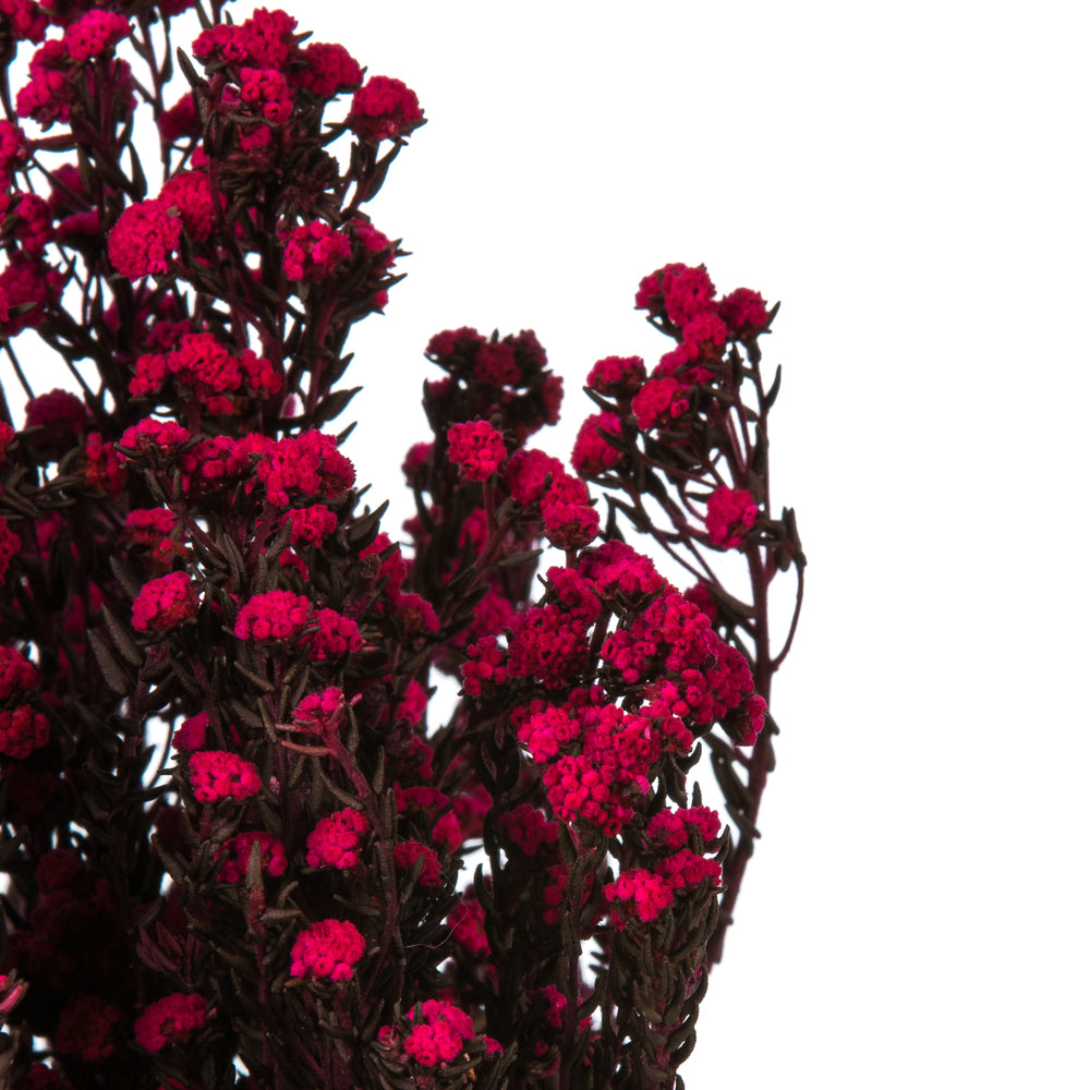 Vickerman 12-22" Raspberry Phylica Bundle.  5-6 oz Preserved