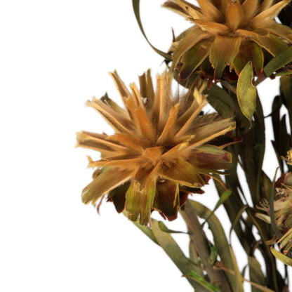 Vickerman 8-20" Aspen Gold Plumosum Female 8 flower heads per bundle Preserved