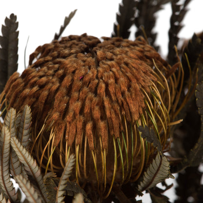 Vickerman 12" Autumn Banksia Foliage & Flowers-Preserved 4 oz Bundle