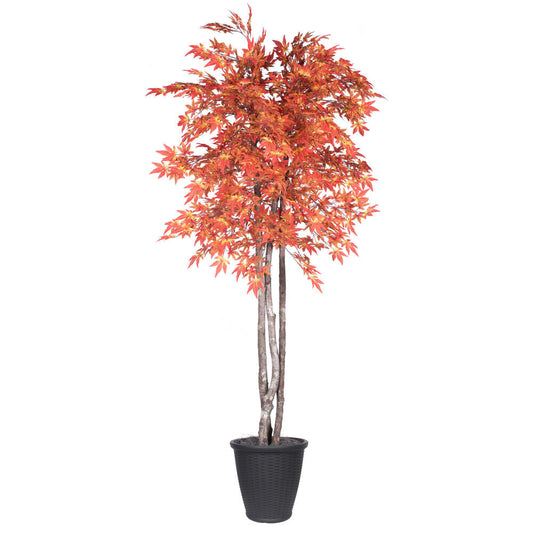 Vickerman 6' Artificial Orange Maple Deluxe Tree Gray Round Plastic Container.