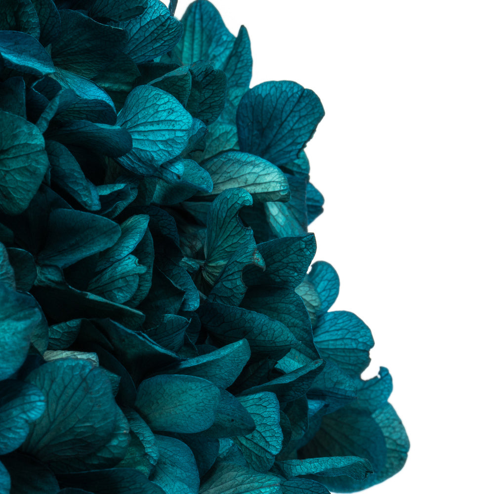 Vickerman 15" Blue Hydrangea with Multiple Branch Segments. Preserved