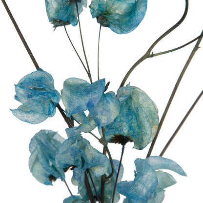 Vickerman 13.5-17" Light Blue Dried Cara Blossom Bundle Preserved.