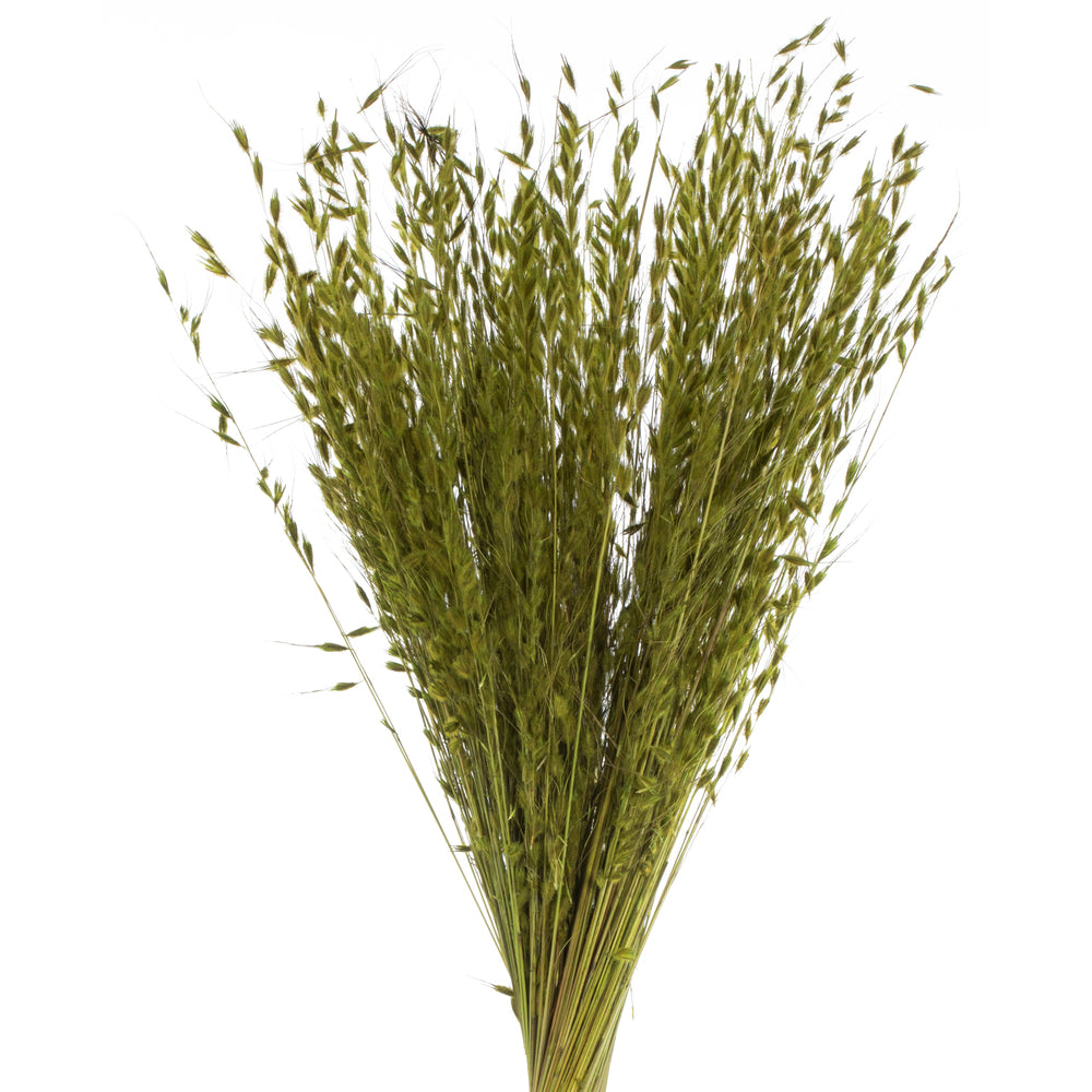 Vickerman 30" Basil Princess Grass. Comes in 21oz (3 -7oz Bundles) Dried