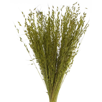 Vickerman 30" Basil Princess Grass. Comes in 21oz (3 -7oz Bundles) Dried