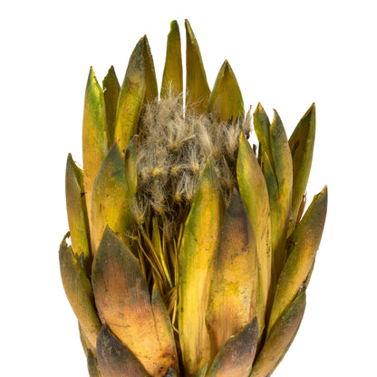 Vickerman 8-12" Basil Repens - Natural Stem - Bulk case 180 pieces Dried