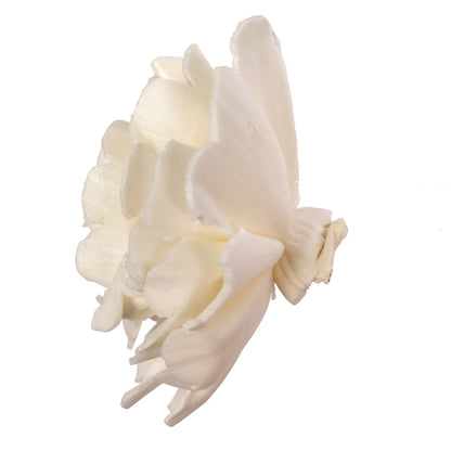 Vickerman Natural Botanicals 1.6"/2.4"/3.2" Assorted Natural Dried Camellia Sola Flower Head 24/bag.