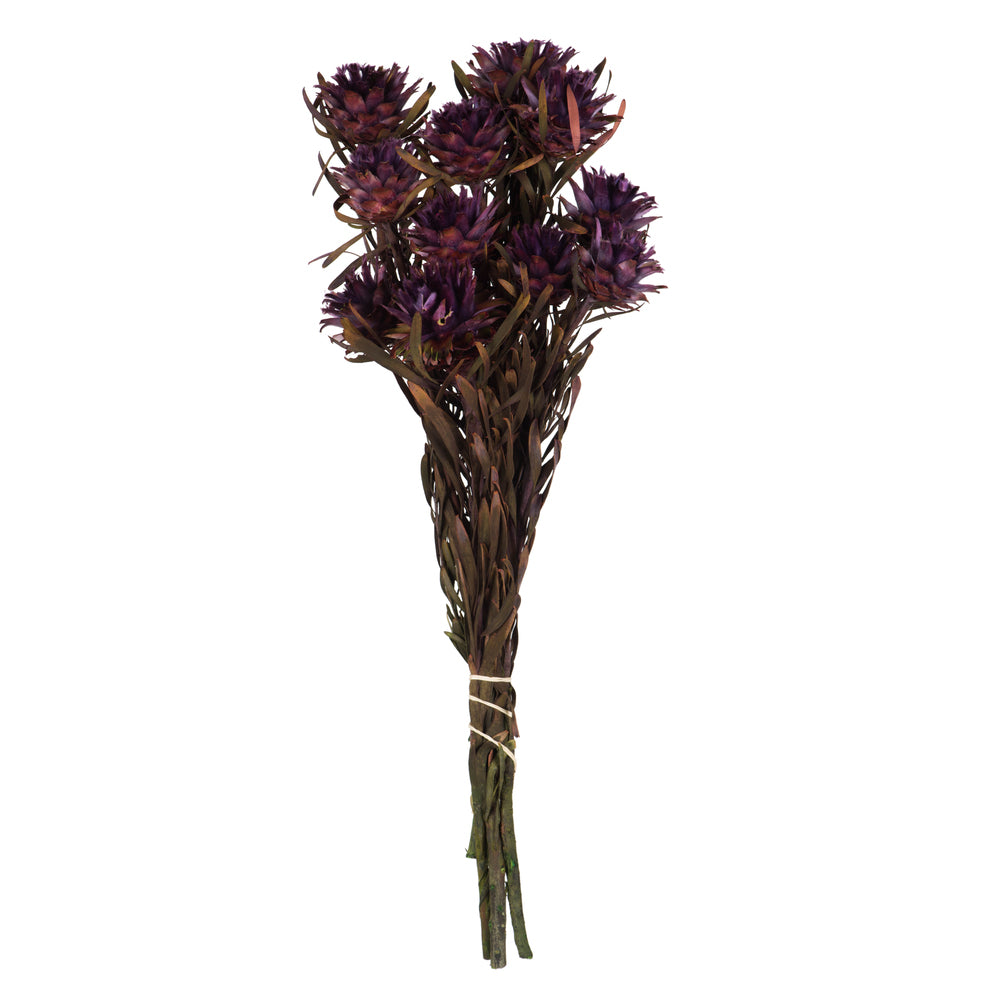 Vickerman 8-20" Violet Plumosum Female 8 flower heads per bundle Preserved