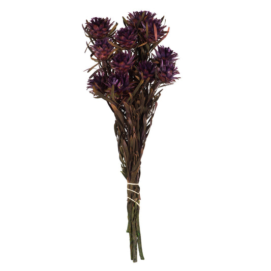 Vickerman 8-20" Violet Plumosum Female 8 flower heads per bundle Preserved