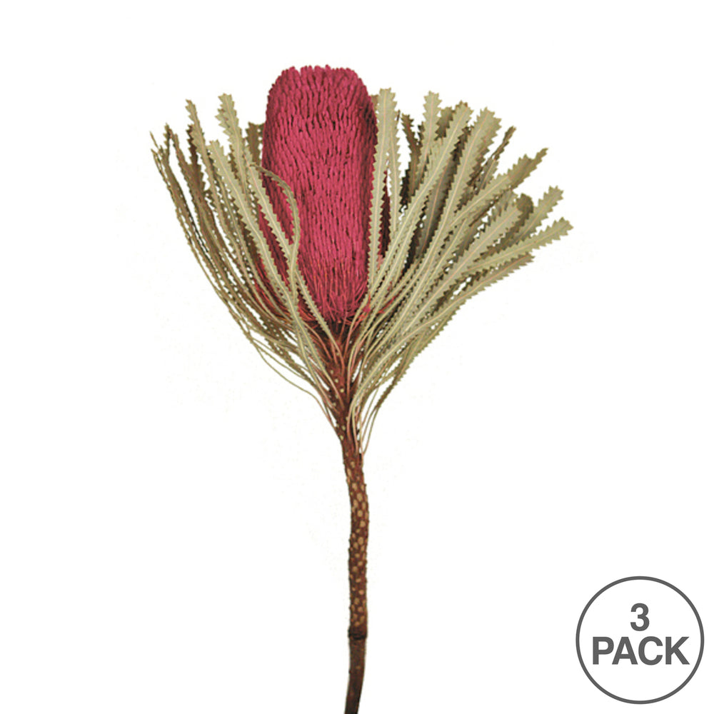 Vickerman 12" Jumbo Erica Pink Banksia Flower with Stem. Includes 3 Stems per Pack. Dried