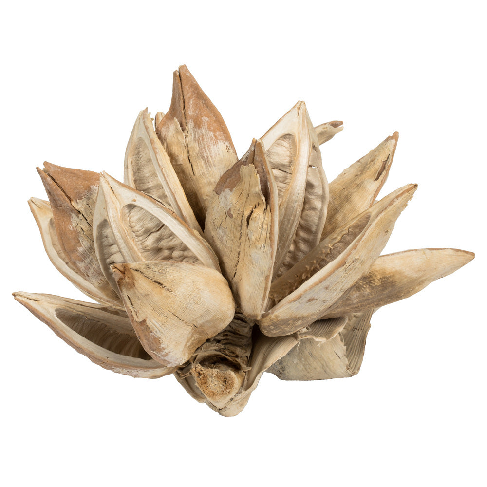 Vickerman 6" Bleached Star Pod 1 piece Dried