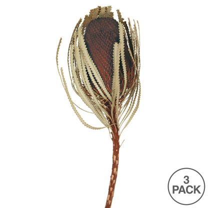 Vickerman 12" Jumbo Brown Banksia Flower with Stem. Includes 3 Stems per Pack. Dried