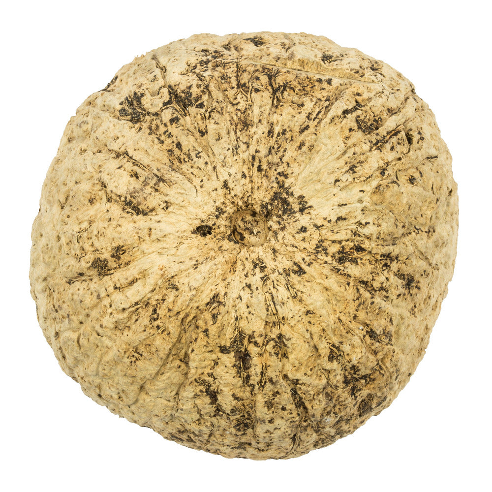 Vickerman 3"  Half Bleached Mayan Coconut 10 per Pack Dried