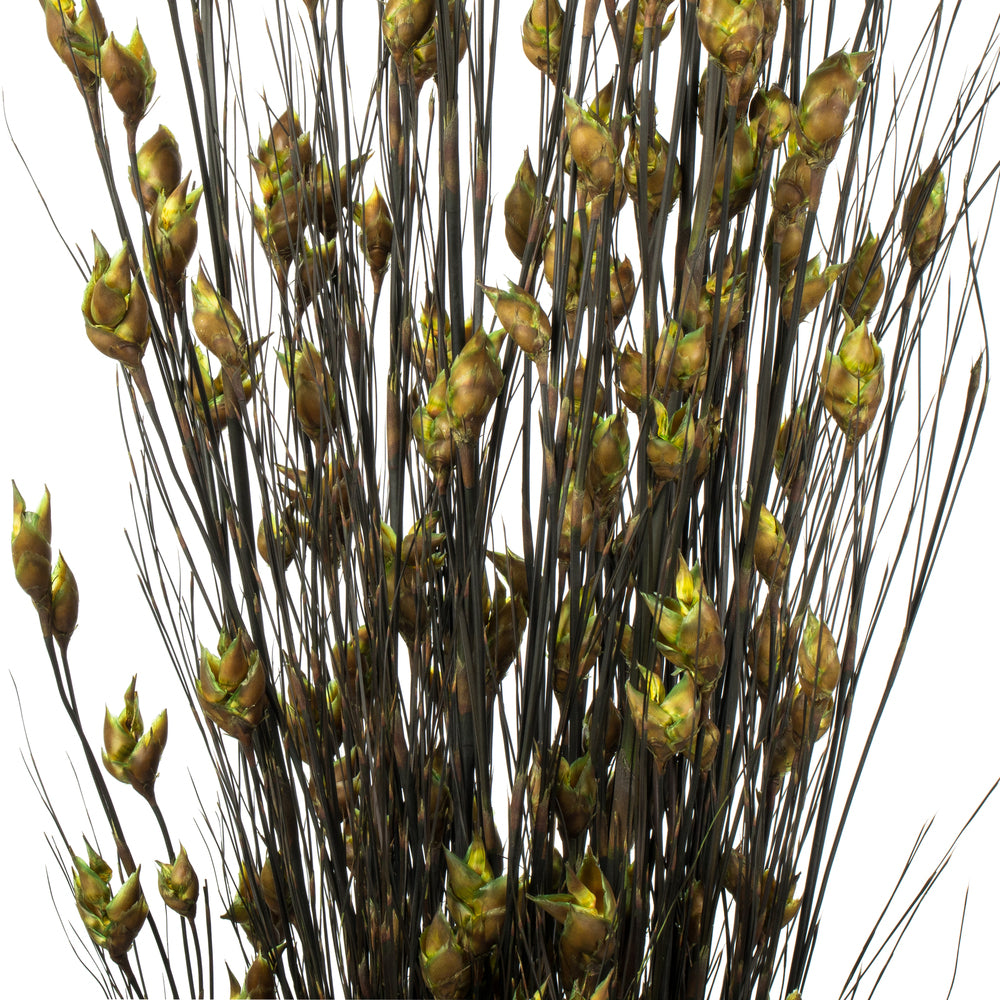 Vickerman 36-40" Basil Bell Grass with Seed Pods 8-9 oz Bundle Preserved