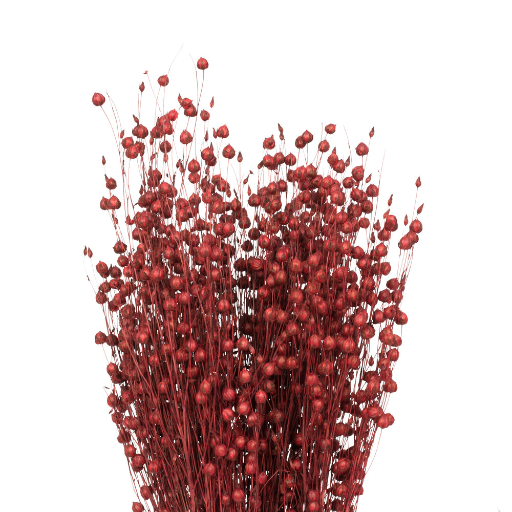 Vickerman Natural Botanicals 20-22" Red Dried Flax Linum 4 oz. Bunch.