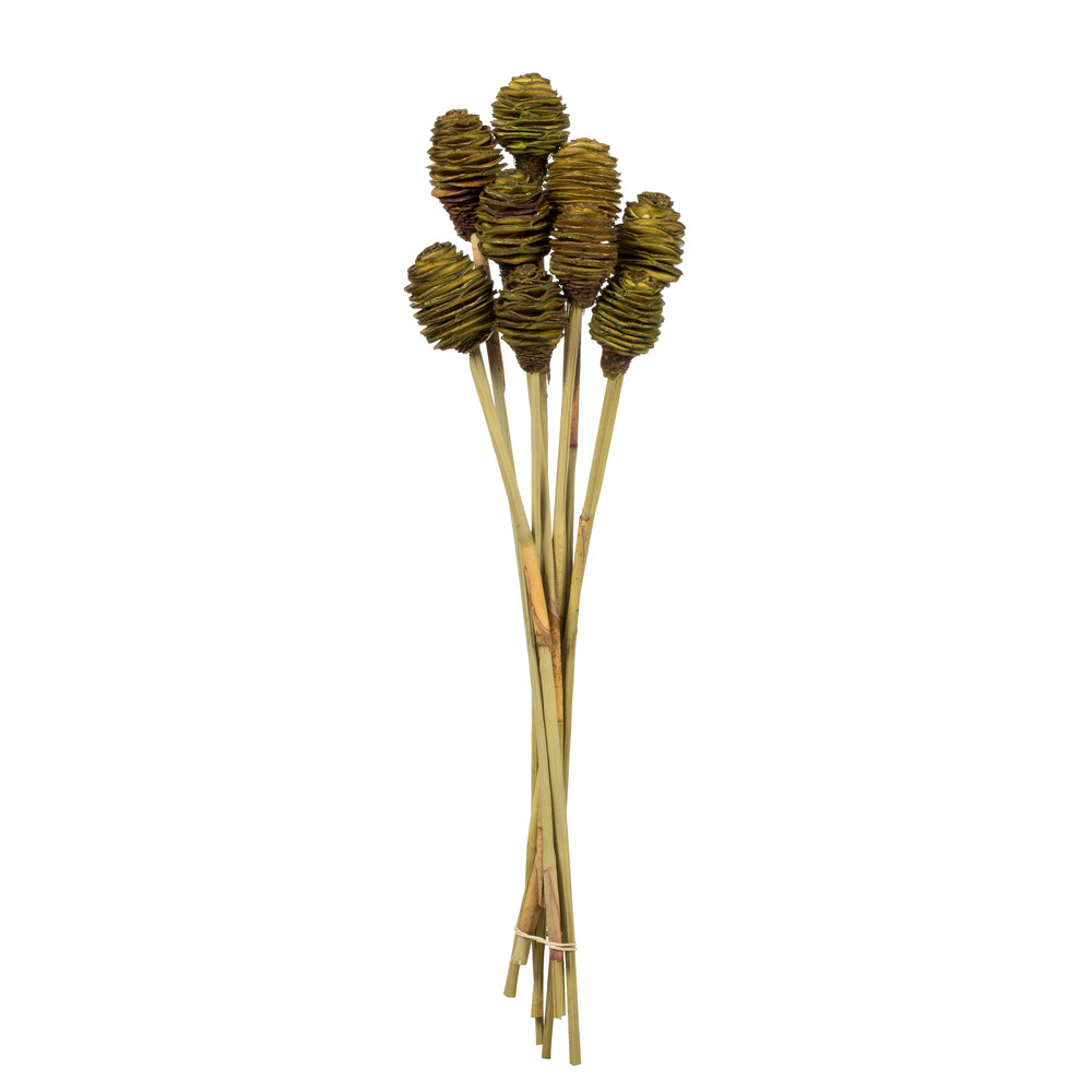 Vickerman 18-24" Basil Platy Cone on Reed Stem 10 stems Dried