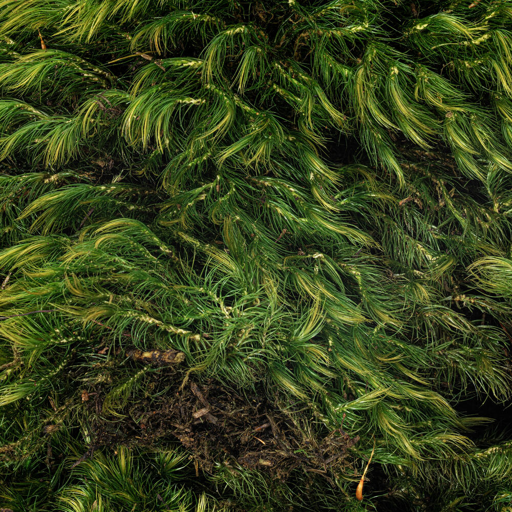 Vickerman Premium Green Mood Moss Preserved