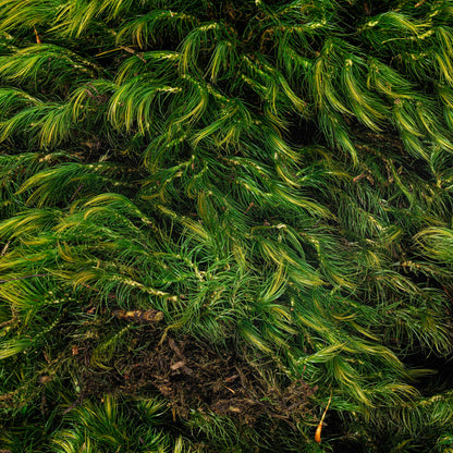 Vickerman Premium Green Mood Moss Preserved
