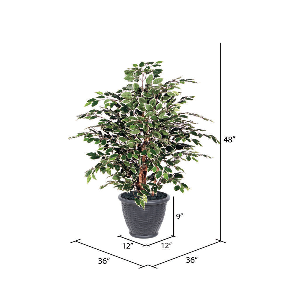 Vickerman 4' Artificial Variegated Ficus Extra Full Bush Gray Round Plastic Container.