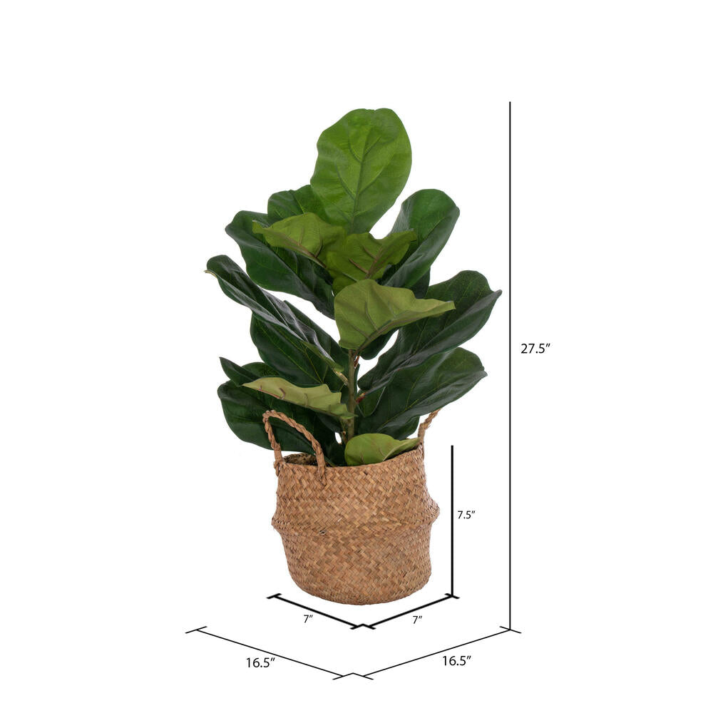 Vickerman 27" Green Fiddle Leaf in Woven Basket The pot measures 7" x 7" x 7.5".
