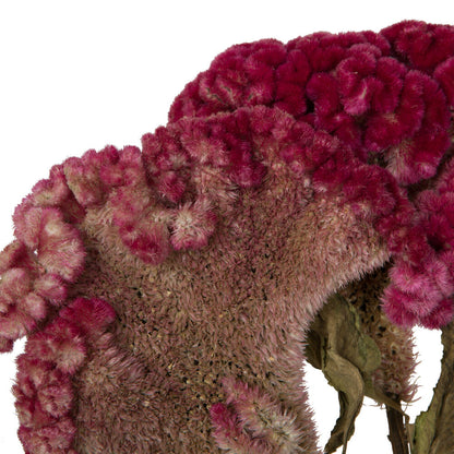 Vickerman Natural Botanicals 18-24" Raspberry Dried Celosia Coxcomb 4 oz. Bunch.