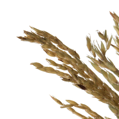 Vickerman 36" Natural Congo Grass 8 oz Bundle Dried