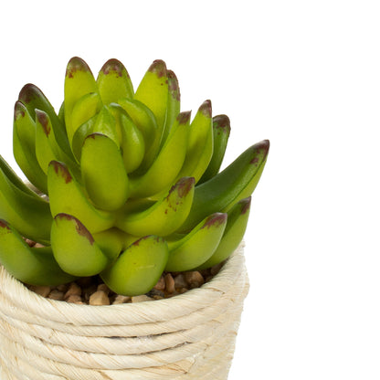 Vickerman 5" and 6" Artificial Assorted Potted Succulents.
