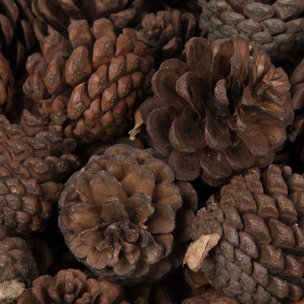 Vickerman Natural Botanicals 1.5" Blue Pine Natural. Includes 100 Pieces per Unit