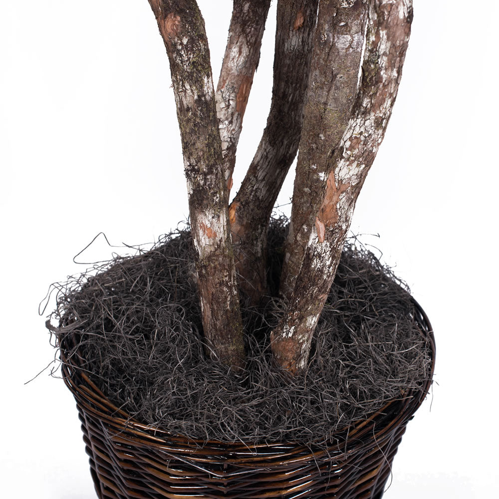 Vickerman 6' Artificial Japanese Maple Executive Rattan Basket.