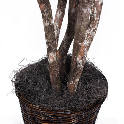Vickerman 6' Artificial Japanese Maple Executive Rattan Basket.