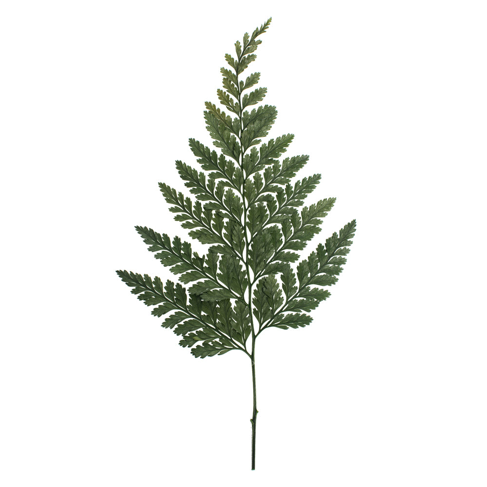 Vickerman 6-10" Fern Green Fern - Davalia 6 stems Preserved