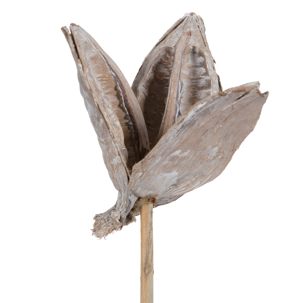 Vickerman 16" White Wash Sora Pod attached to a Wood Stem.  Includes 5 Stems per Pack Dried