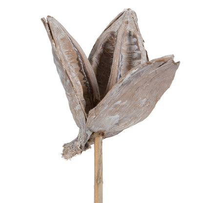 Vickerman 16" White Wash Sora Pod attached to a Wood Stem.  Includes 5 Stems per Pack Dried