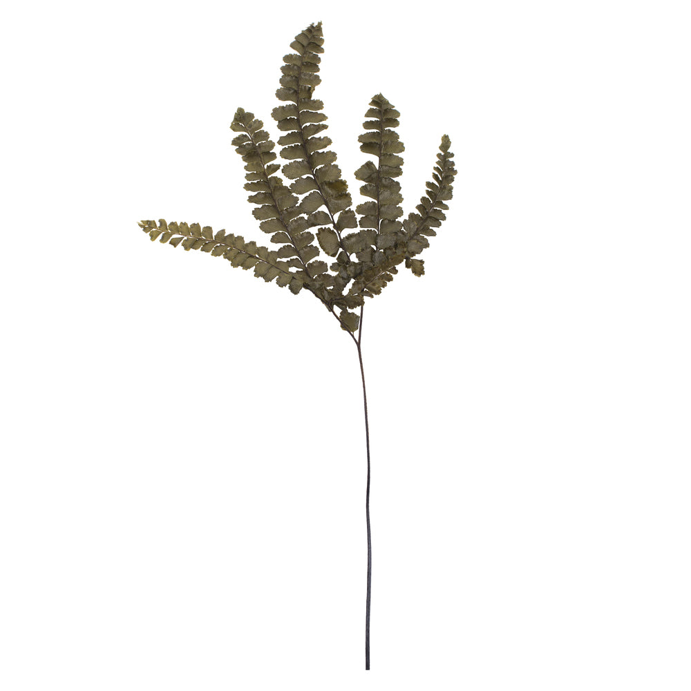 Vickerman 6-10"  Fern Green Fern - Felci 6 stems Preserved