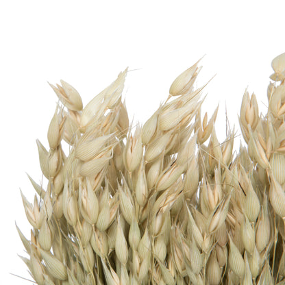 Vickerman Natural Botanicals 24-26" Natural Dried Avena Oats 4 oz Bunch
