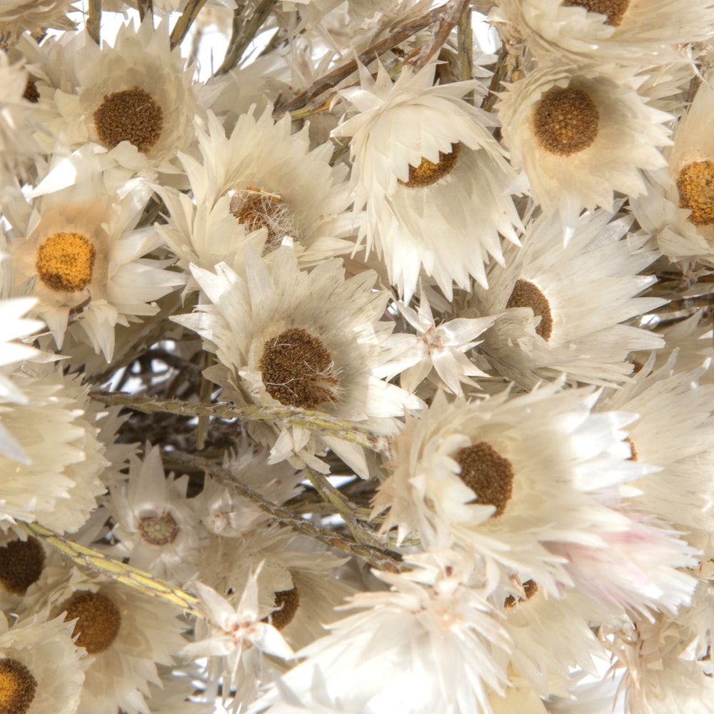 Vickerman Natural Botanicals 14" x 5" Everlasting Shiny White (hammer) 60 grams per unit