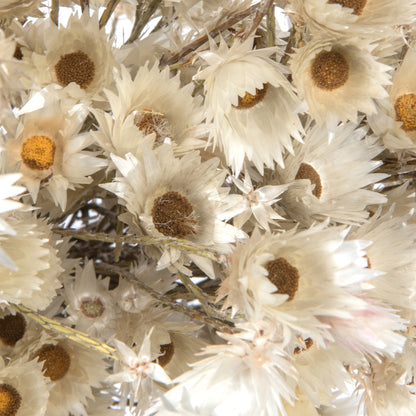 Vickerman Natural Botanicals 14" x 5" Everlasting Shiny White (hammer) 60 grams per unit