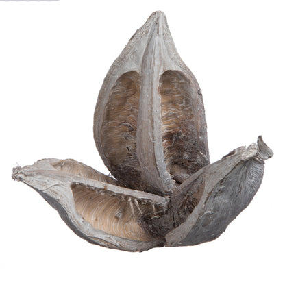 Vickerman 3-4" White Wash Sora Pod 250 pieces per bulk case Dried
