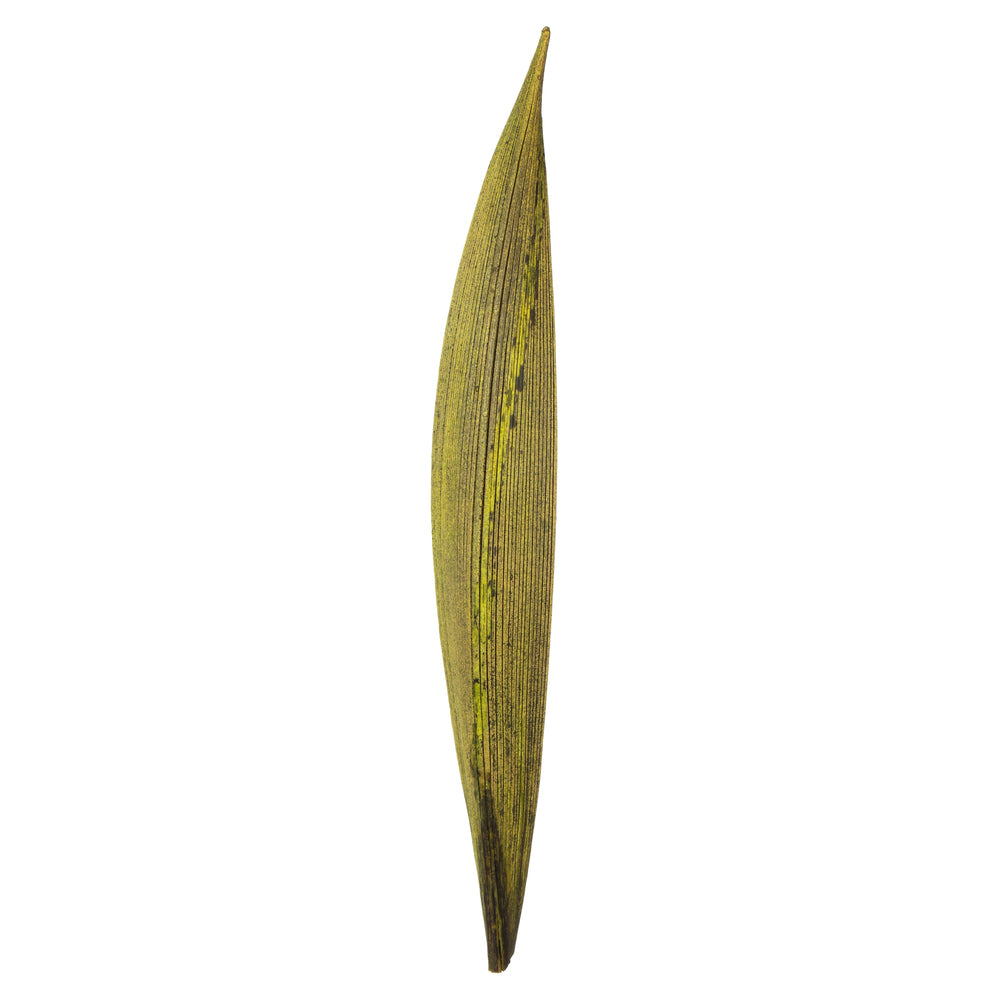 Vickerman 6-12" Basil Palm Paddles Includes 32-37 pieces Dried