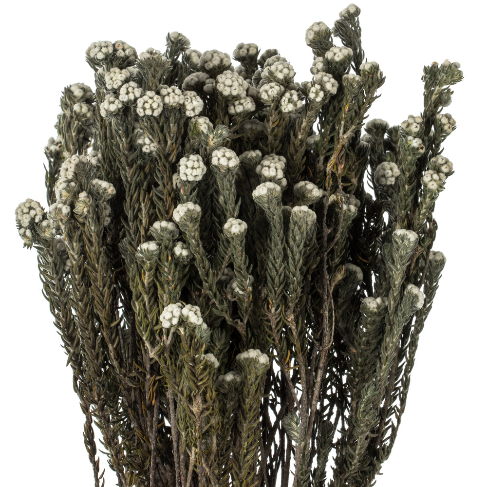 Vickerman 16-22" Natural Cotton Phylica Flower 4-5 oz Bundle Preserved