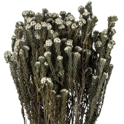 Vickerman 16-22" Natural Cotton Phylica Flower 4-5 oz Bundle Preserved