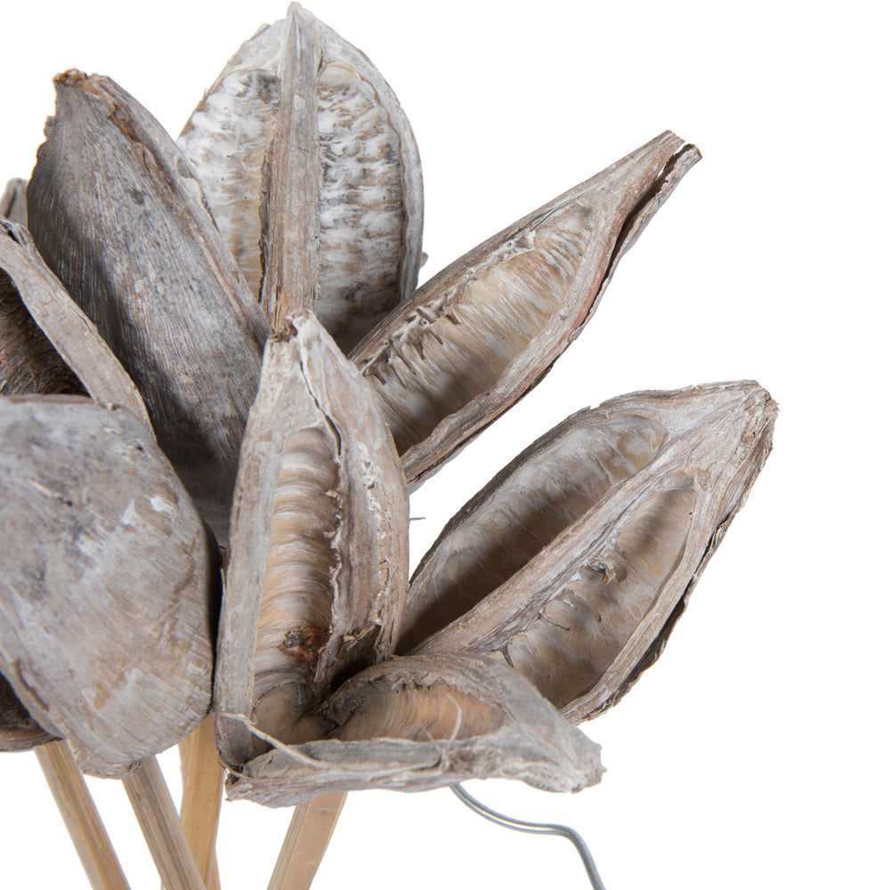 Vickerman 16" White Wash Sora Pod attached to a Wood Stem.  Includes 5 Stems per Pack Dried