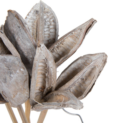 Vickerman 16" White Wash Sora Pod attached to a Wood Stem.  Includes 5 Stems per Pack Dried