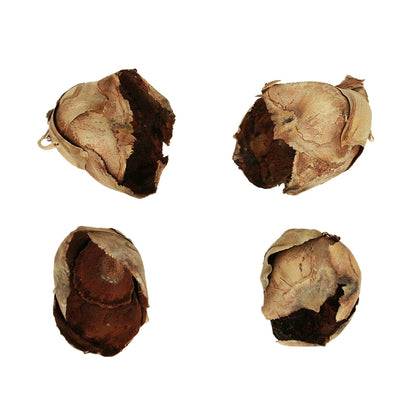 Vickerman 2-3" Natural Cacho Pod Bulk Case of 60 Pods Dried
