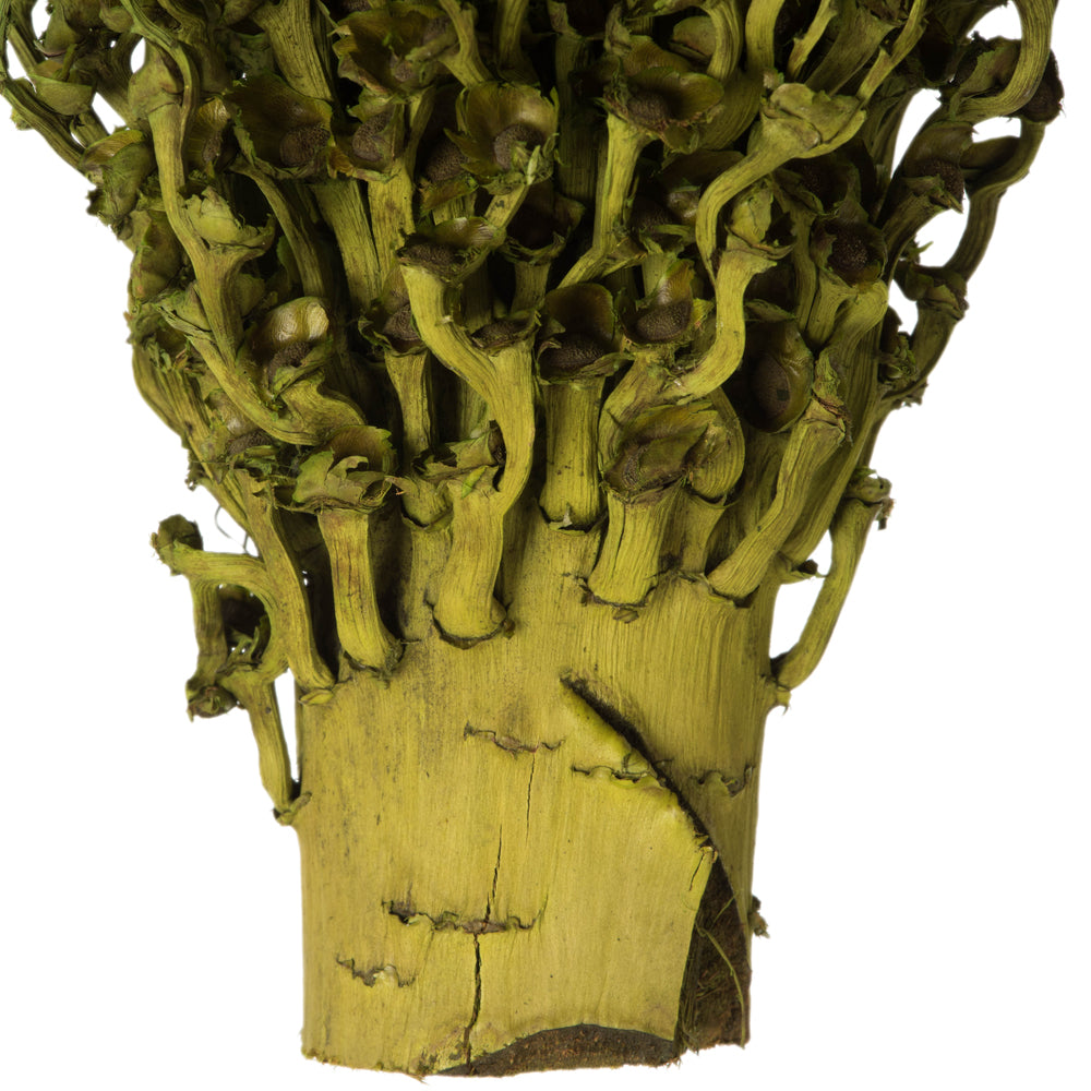 Vickerman 18 x 5" Basil Olympia Seed Pod - Small/Petite 1 piece Dried