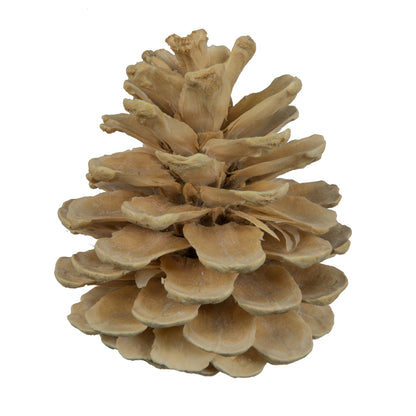 Vickerman Natural Botanicals 2" Blue Pine Bleached. Includes 25 Pieces per Unit