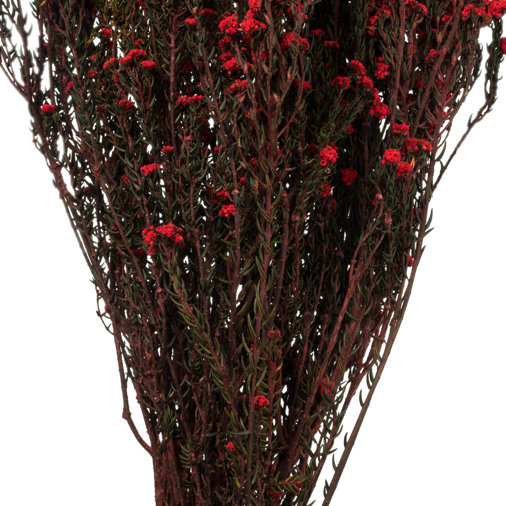 Vickerman 22" Natural Phylica Red bunch Preserved
